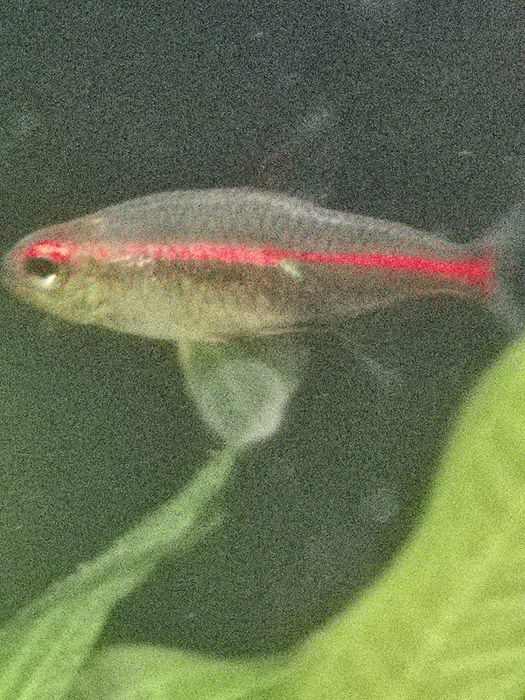 Обмен на растения или рыб