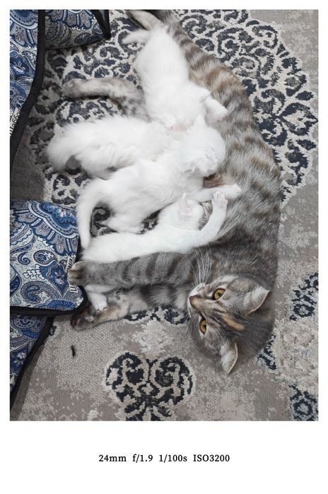 Ona bola mushuklar sotiladi.