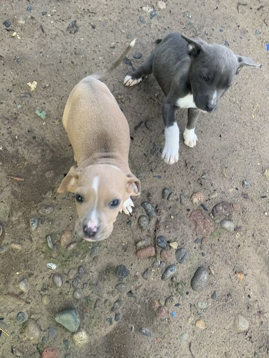 Продаю щенков пит буль мальчик девочка