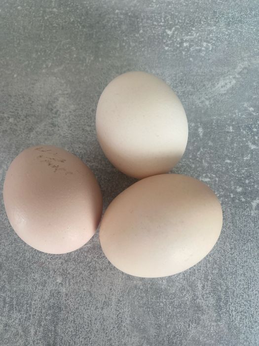 Oua de vanzare de gaina (bio)