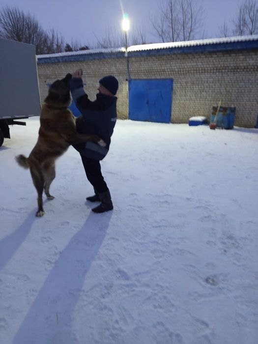 Вязка кобель САО