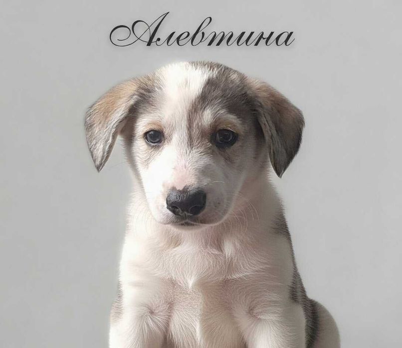 Отдам щенков в хорошие руки.