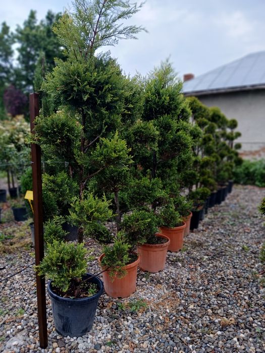 Plante ornamentale la ghiveci prindere garantată
