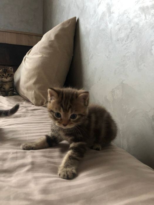 продается дом. животное котеныши