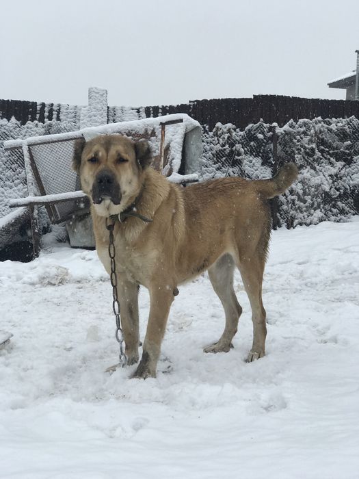 продам алабая