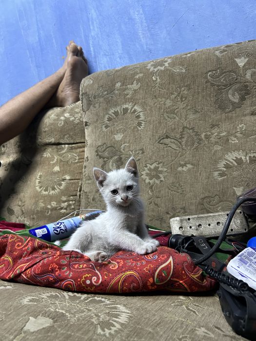 Отдаю котят в добрые руки