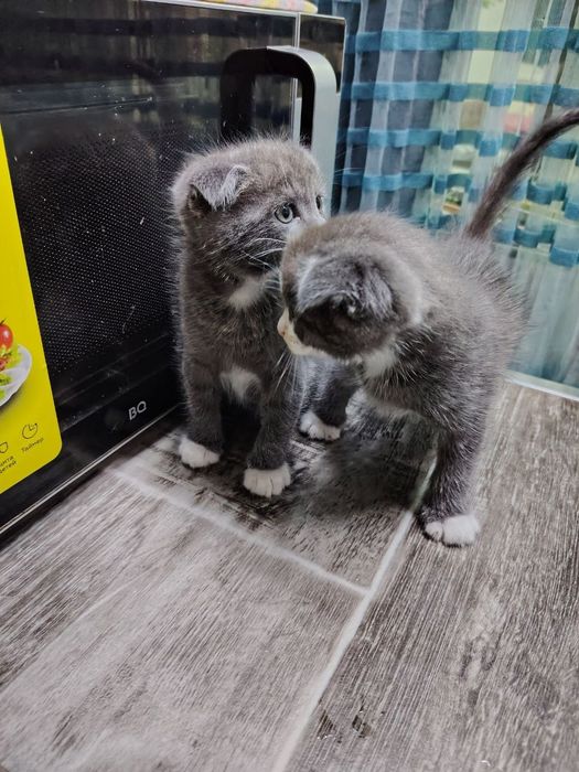 Очаровательные вислоухие котята  от папы Британца и мамы вислоухой