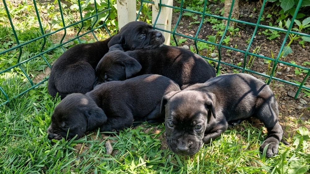 Продавам кане корсо