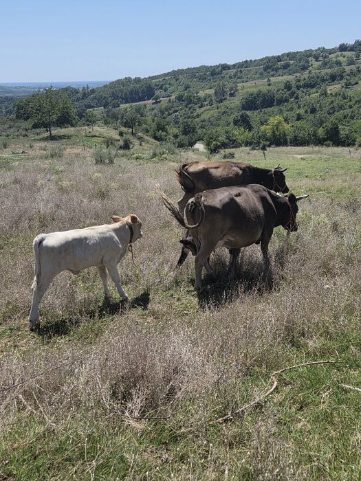 Vaci cu vitei de vanzare