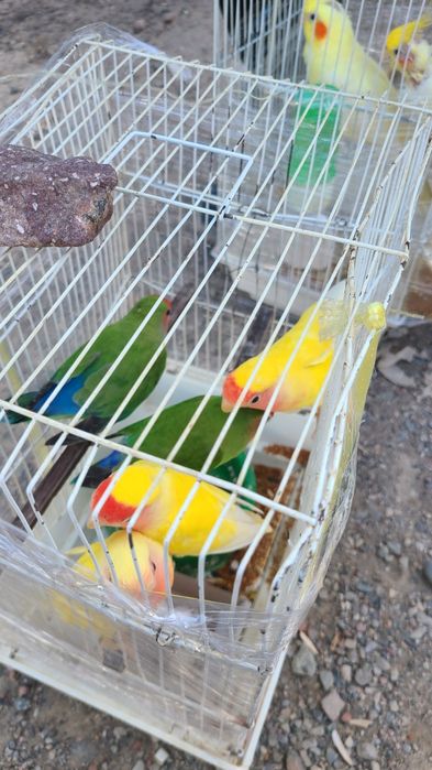 нерозлушка vs Carolla