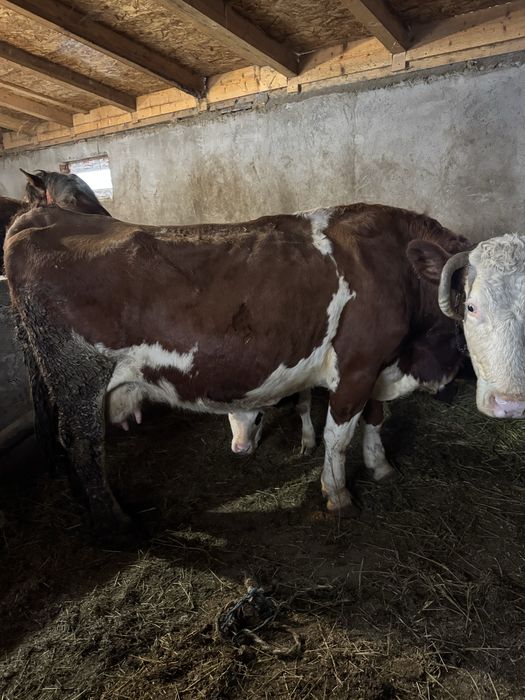 Vând vacă de 7 ani cu vițea belgiana de 2 luni