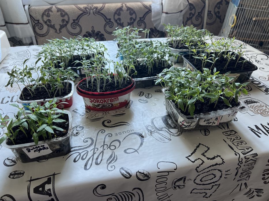 Рассада помидор для пекировки