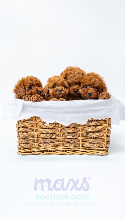 Той Пудел [Toy Poodle]