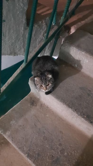 Найдём дом кошке