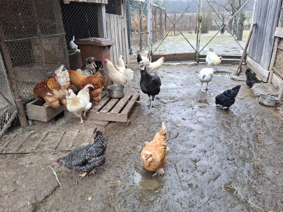 Vand gaini si cocosi de tara 120 lei bucata