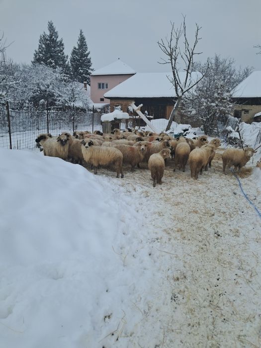 Vând 43 oi din care 16 miele