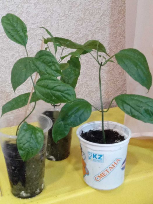 Сансевиерия,крассулы и др,