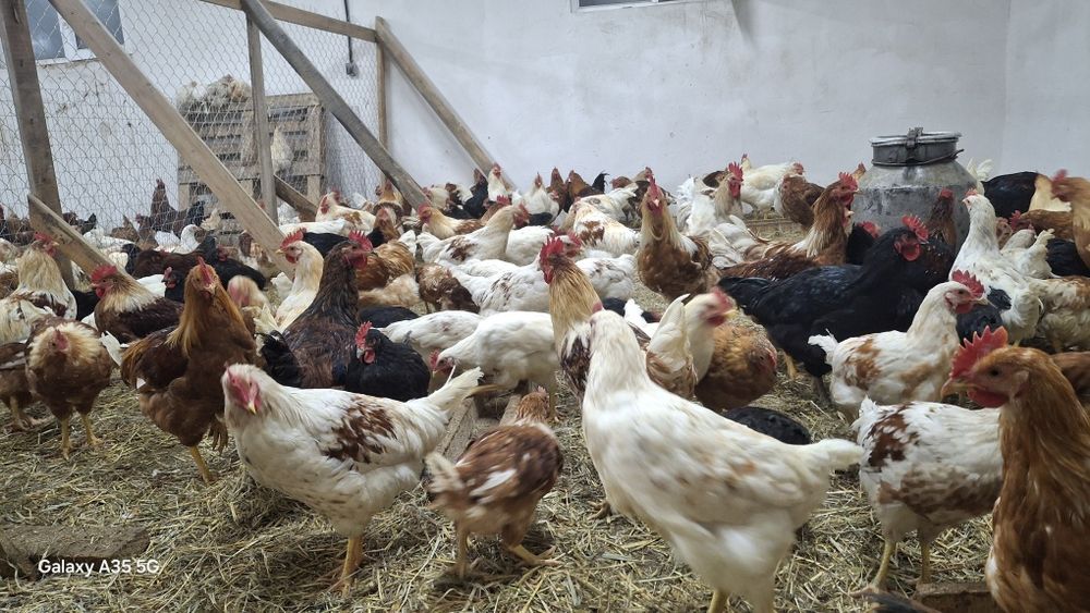 Петухов продаётся от 2000тг