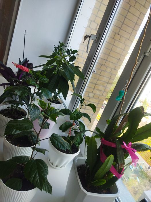 Продам комнатные и офисные  цветы