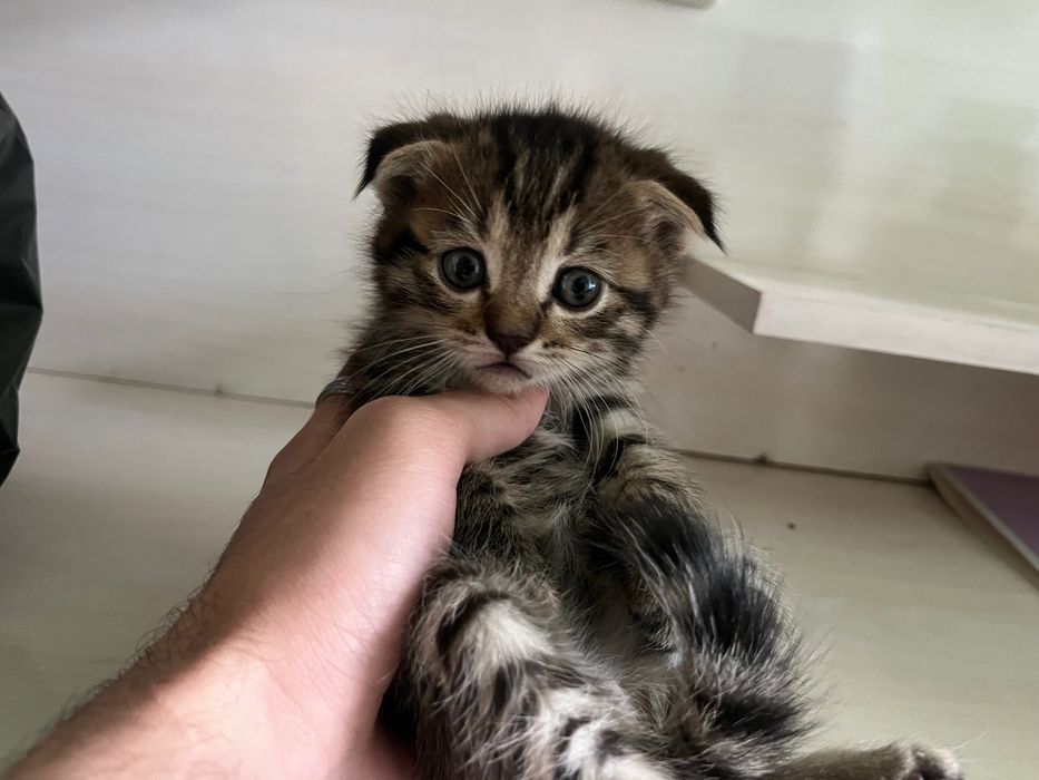 Вислоухие котята скоттиш фолд