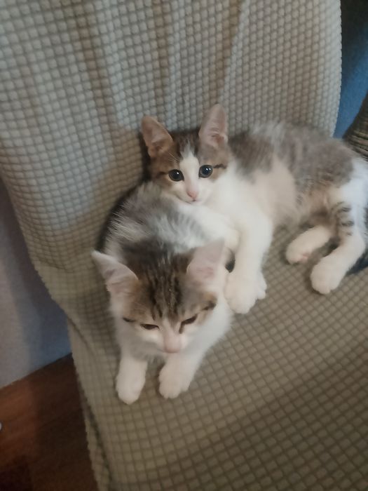 Котята веселые шустрый