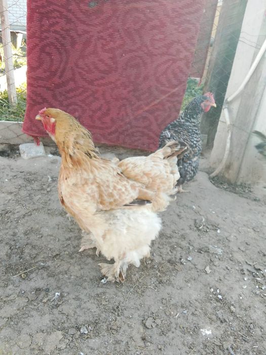 Продам курей крупных