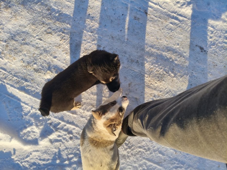 Donez 3 catei de curte