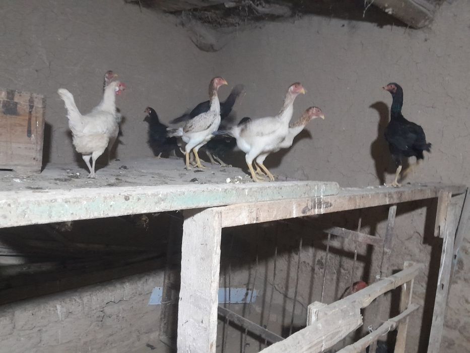 Yaqinda tuxumga kiradi