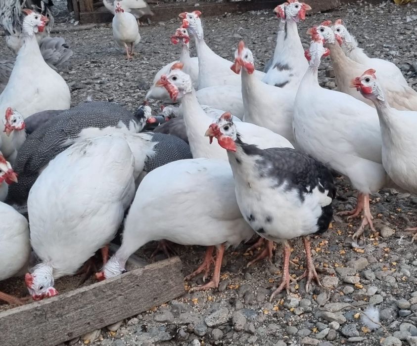 Ouă de bibilică culori rare