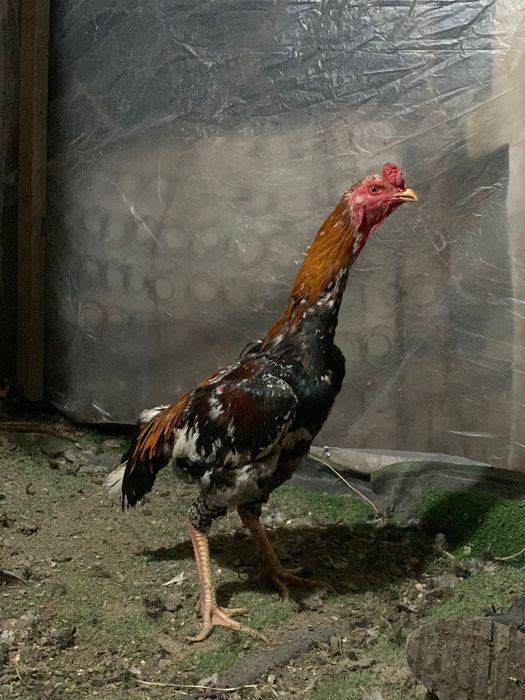 Дакан сатылады корпусник