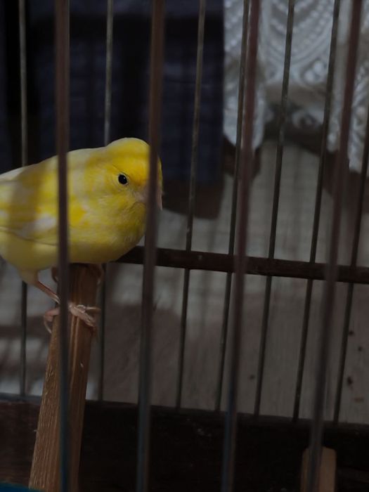 Продается канарейка, 3 года, пение тройник