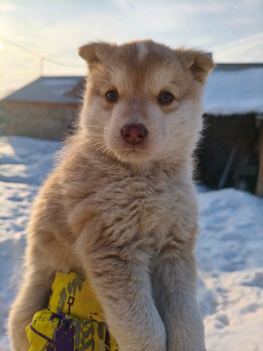 Отдам щенка мальчика