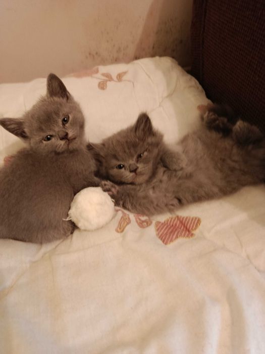 Британска котка