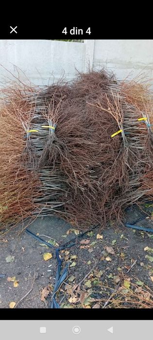 Butașii vita de vie