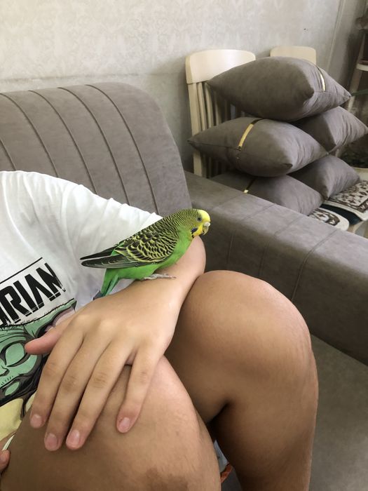 Продам волнистых попугайчиков