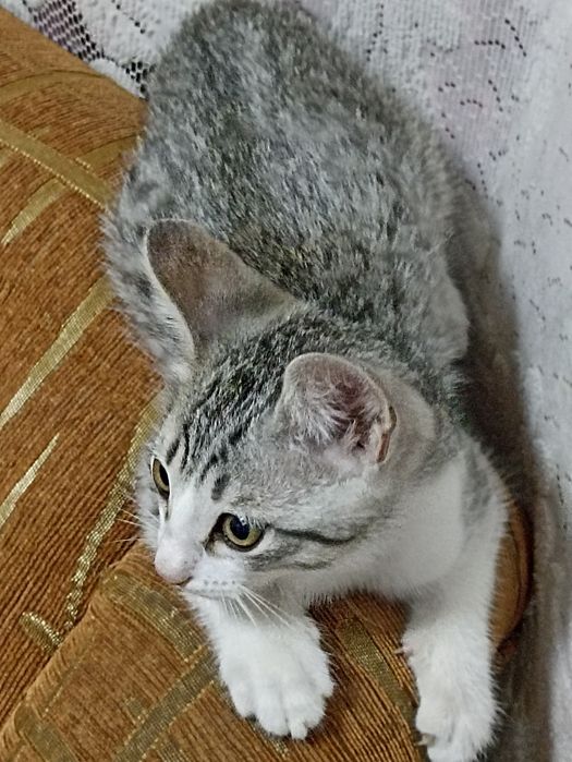 Отдам котёнка, мальчик.