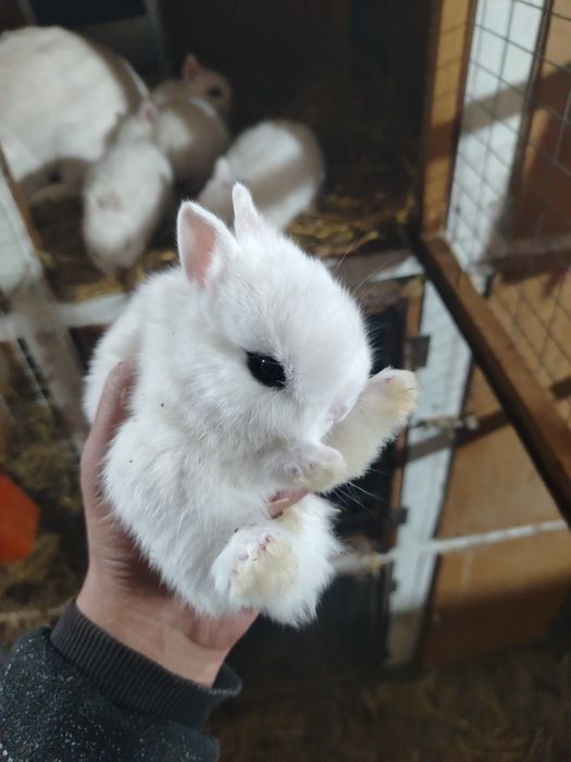 Xatot quyonlar bolari sotuvda