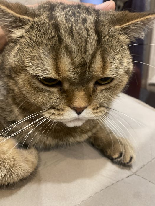 Шотландка стерилизованная