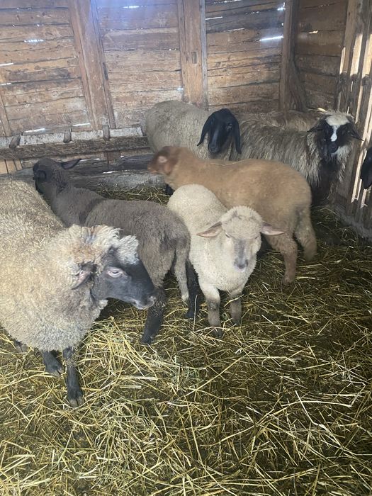 Doi miei de vanzare 25 , 30 kg