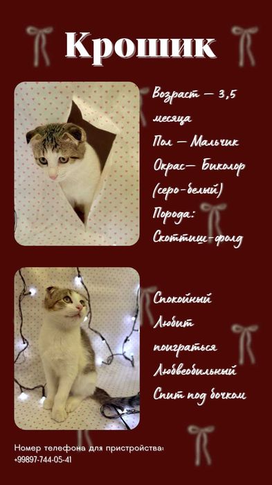 Ищу любящие руки маме кошке и 2м котятам