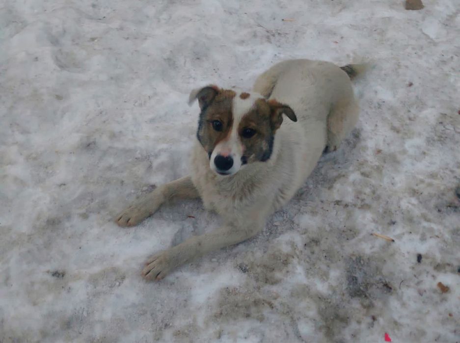 Отдадим щенка