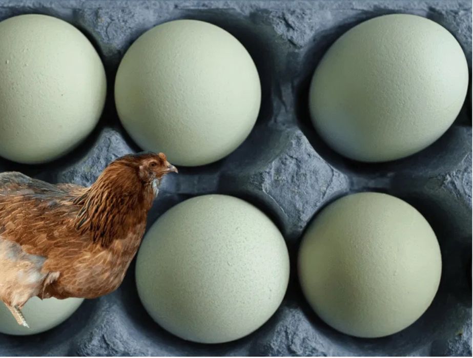 Vand oua si Bibilici , Araucana .Oua de consum fara colesterol