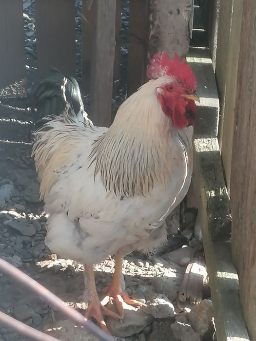 De vânzare tot ce se vede