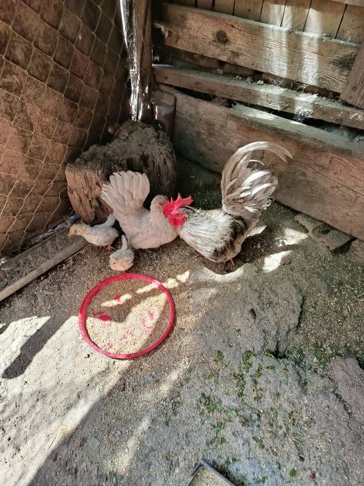 Vand o pereche chabbo bobbat cu doi pui