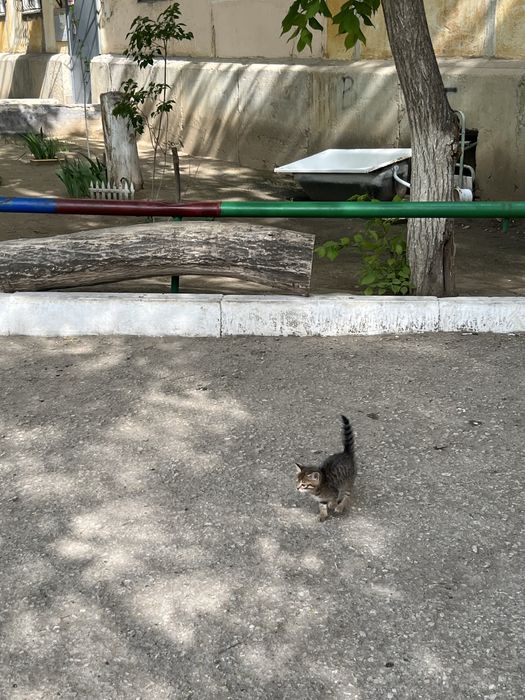 Отдам в добрые руки мальчик котенок 1,5 мес