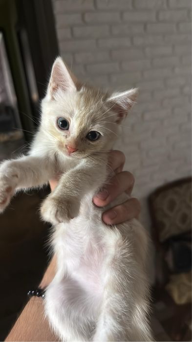 Отдам котят мальчики