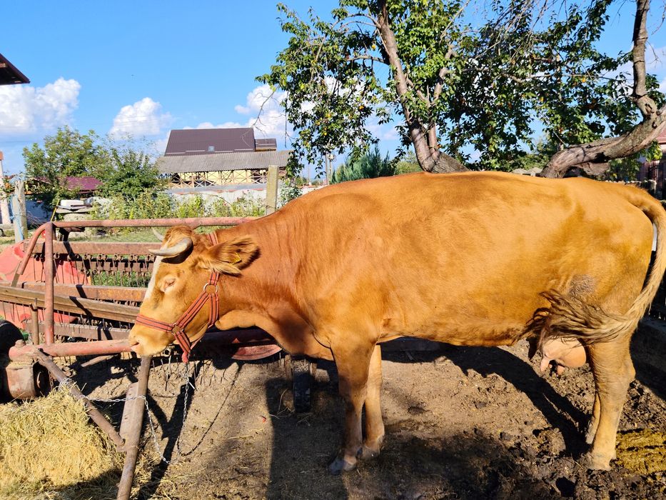 Vând vaca buna de lapte
