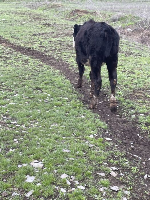 Еркек 10 айлык баспак сатам