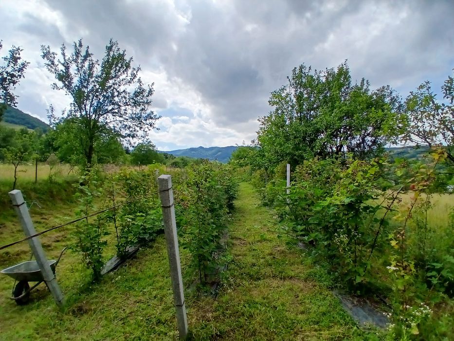 Vand mure din plantatiie proprie