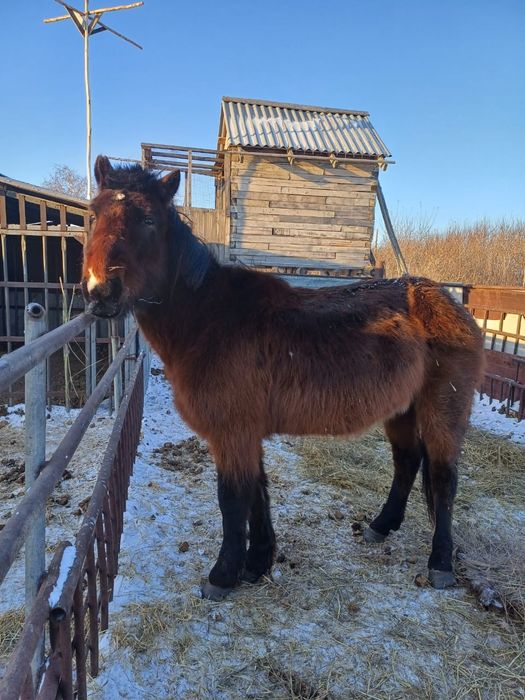 Продам мерина 7 лет